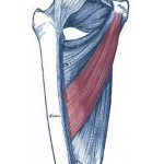 Pictures Of Adductor Longus