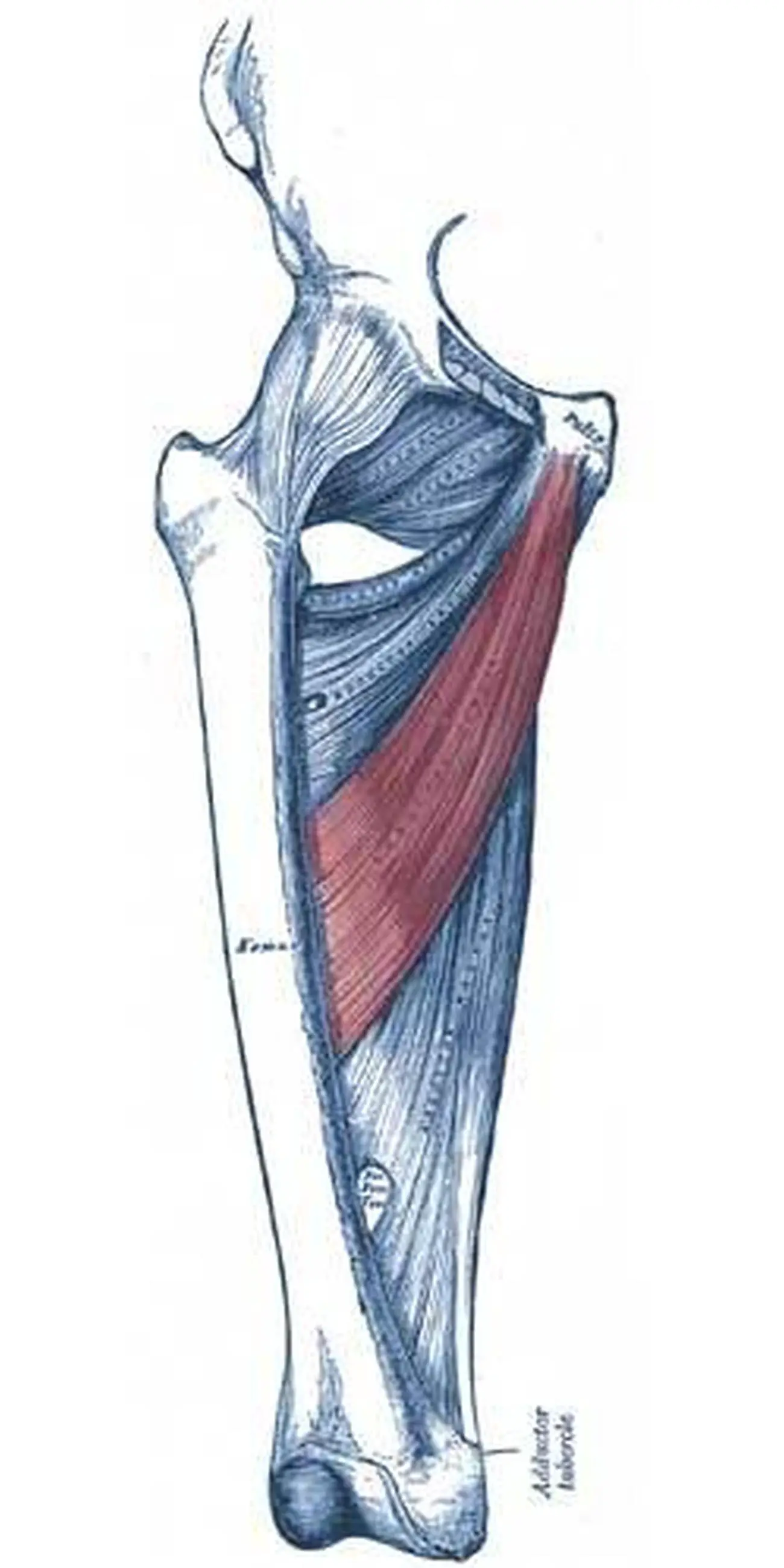 Pictures Of Adductor Longus