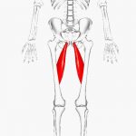 Pictures Of Adductor Longus