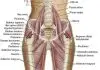 Pictures Of Adductor Longus Tendons