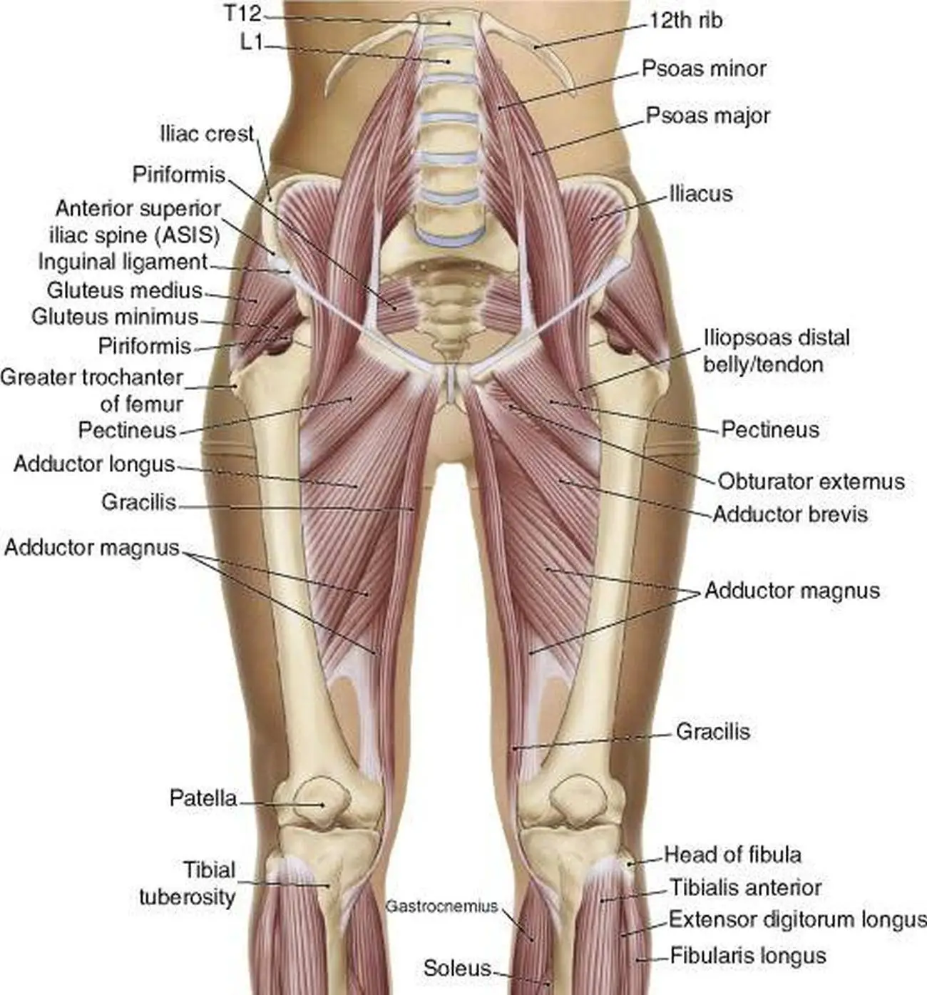 Pictures Of Adductor Longus Tendons