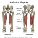 Pictures Of Adductor Magnus