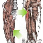 Pictures Of Adductor Magnus