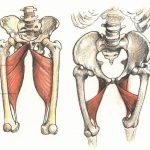 Pictures Of Adductor Magnus