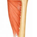 Pictures Of Adductor Magnus