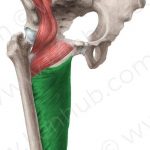 Pictures Of Adductor Magnus