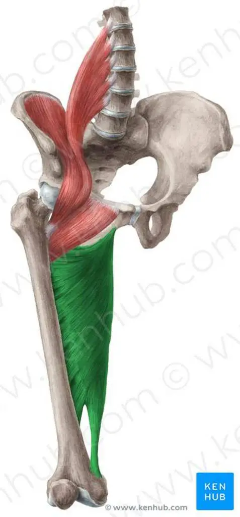 Pictures Of Adductor Magnus