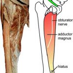 Pictures Of Adductor Magnus Tendons