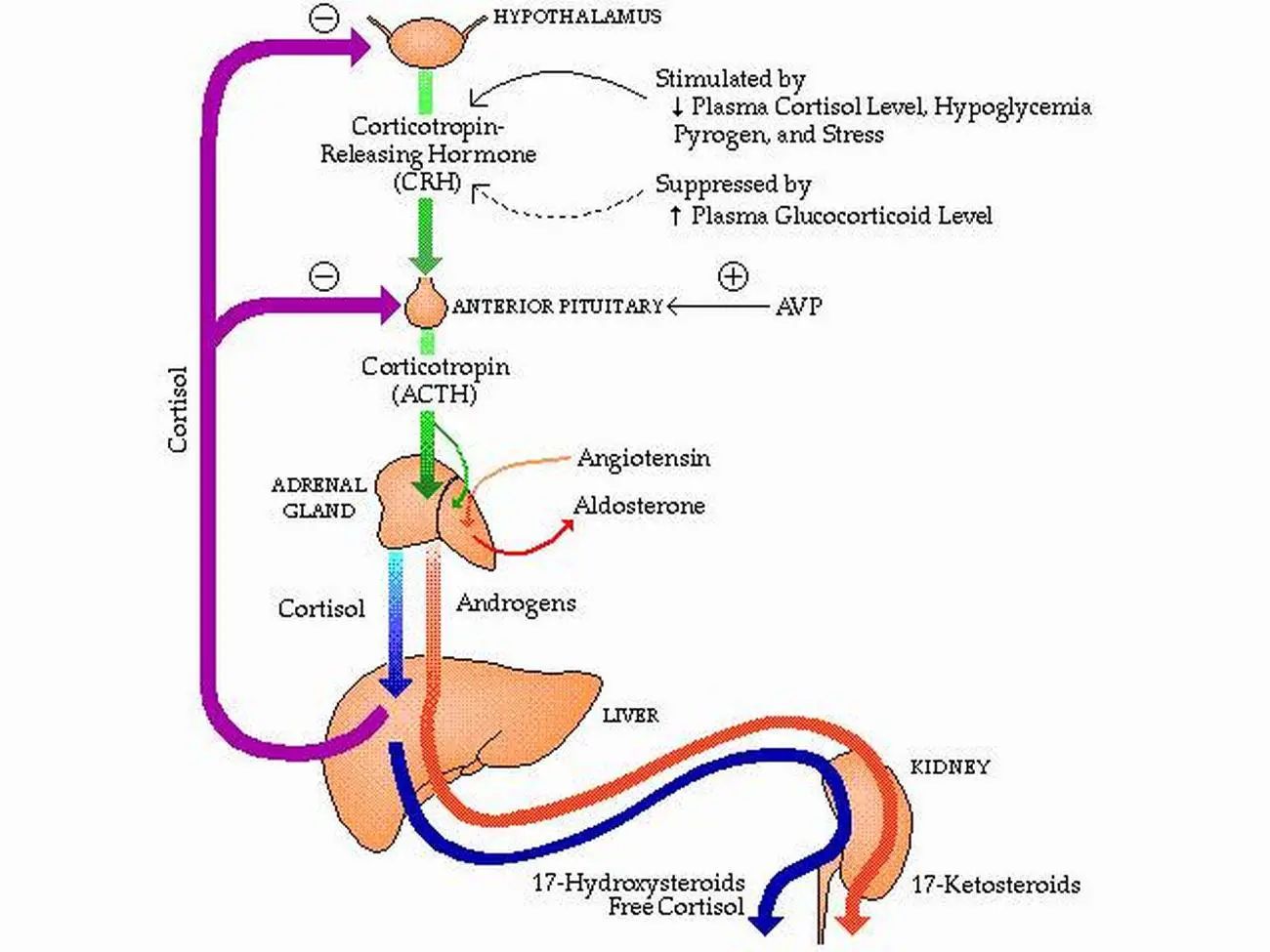 Pictures Of Adrenal Androgen Hormones