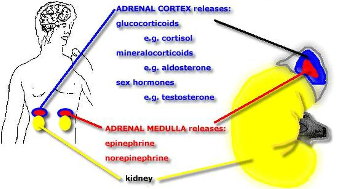Pictures Of Adrenal Cortical Hormones