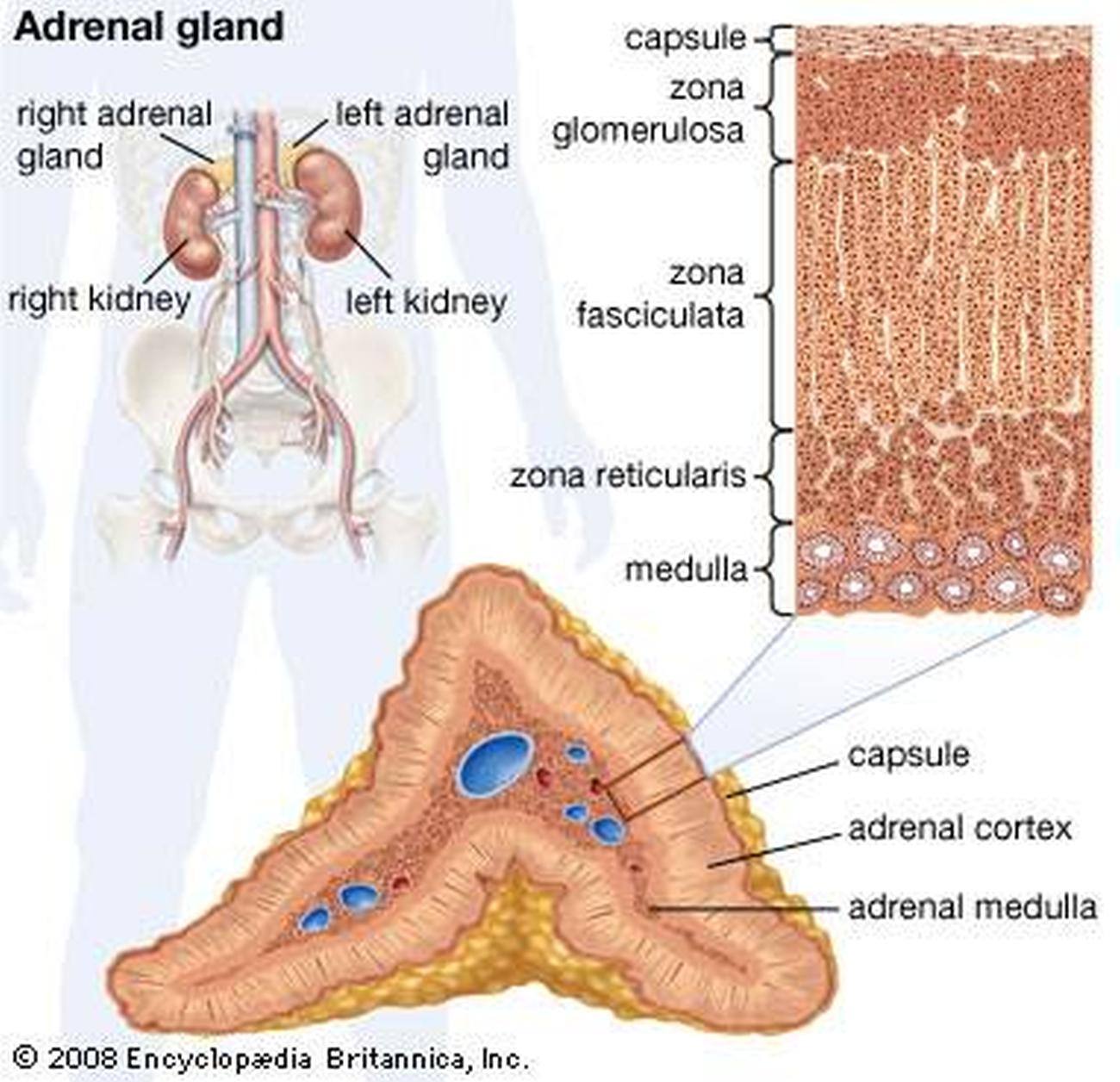 Pictures Of Adrenal Cortex