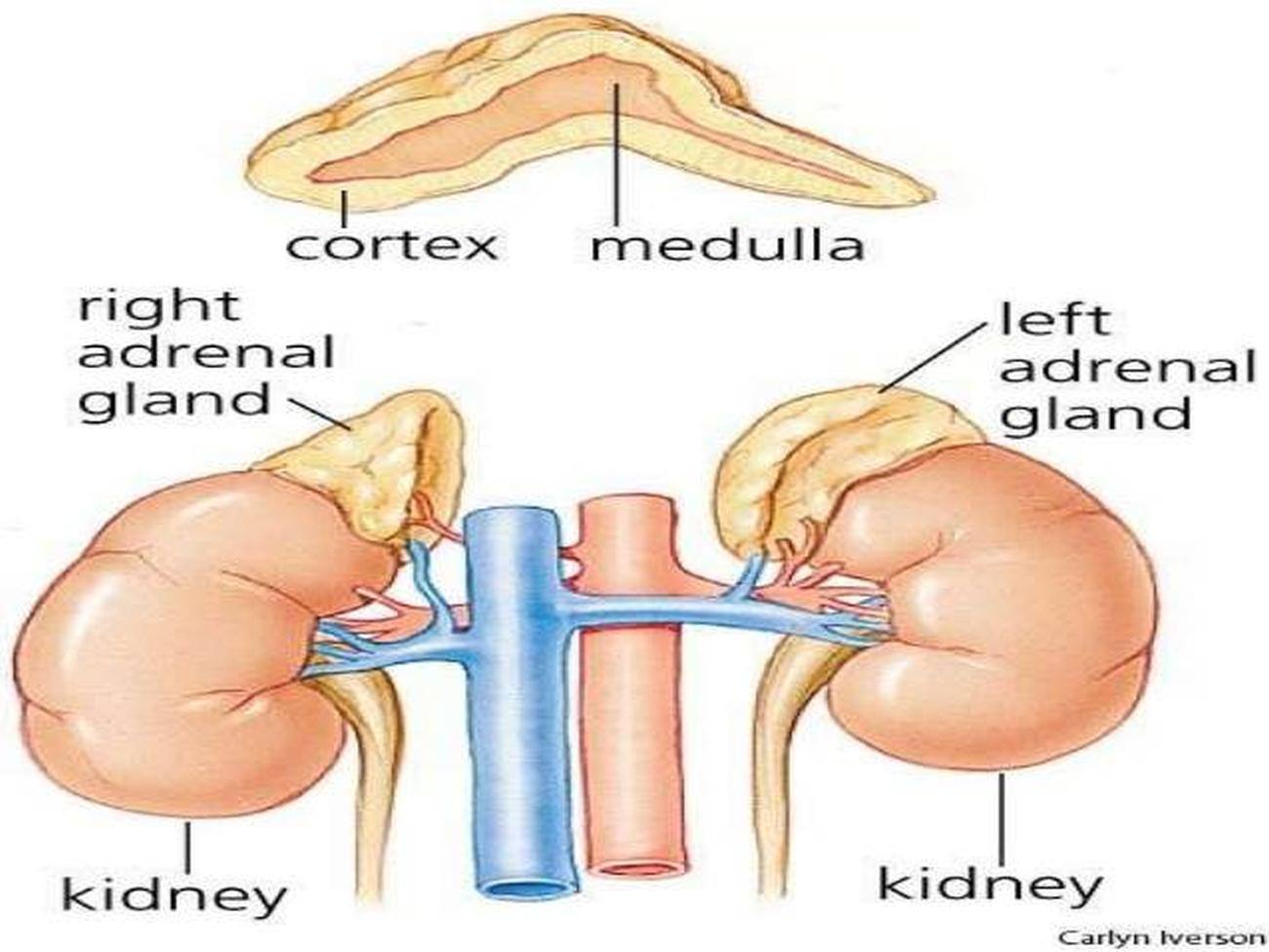 Гормон страха. Cortex Adrenal (Торн). Адреналин гормон. Адреналин гормон стресса. Гормоны страха и стресса.