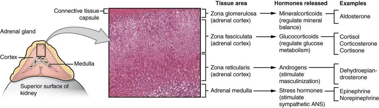 Fatiga adrenal cetosis