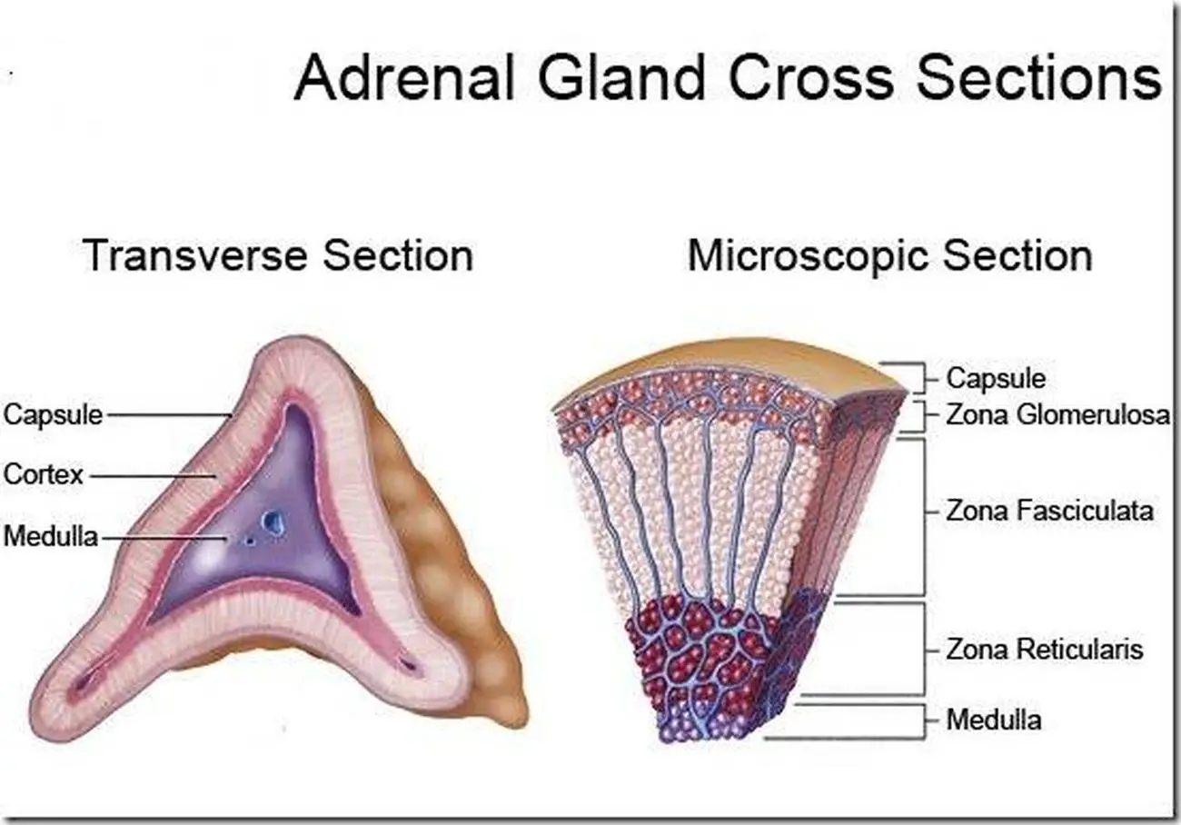 Pictures Of Adrenal Cortex