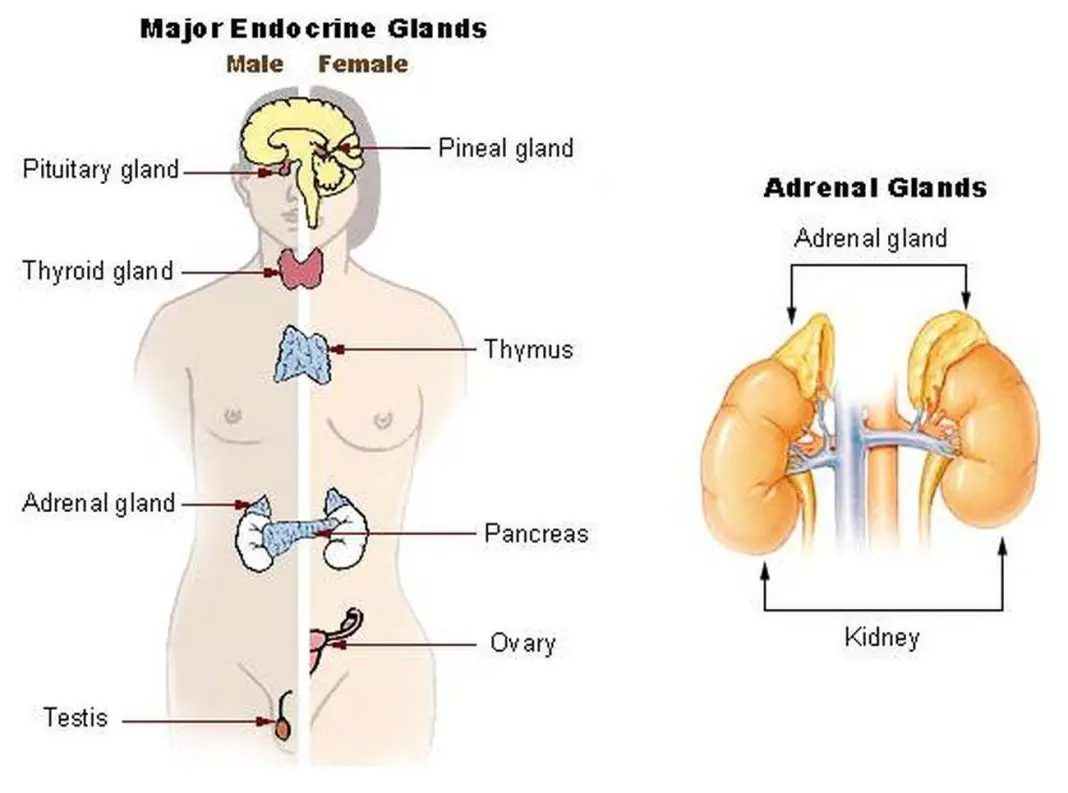 Схема эндокринная система мужчины и женщины