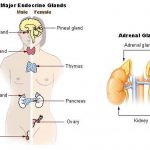 Pictures Of Adrenal Glands