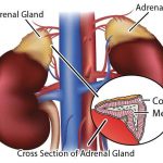 Pictures Of Adrenal Glands
