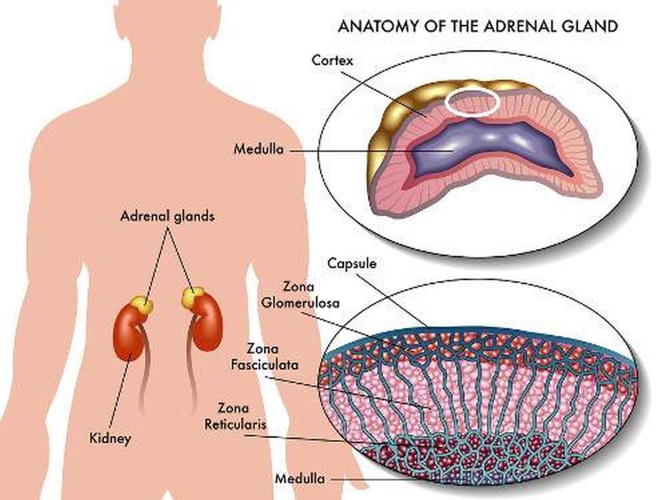 Pictures Of Adrenal Glands