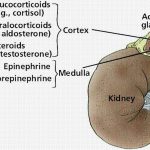 Pictures Of Adrenal Medulla