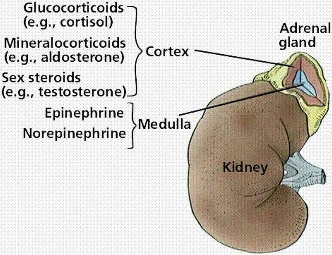 Pictures Of Adrenal Medulla