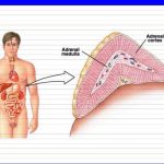 Pictures Of Adrenal Medulla