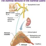 Pictures Of Adrenal Medulla