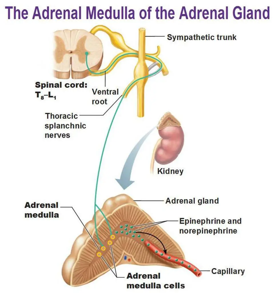 pictures-of-adrenal-medulla