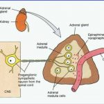 Pictures Of Adrenal Medulla