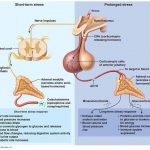 Pictures Of Adrenal Medulla