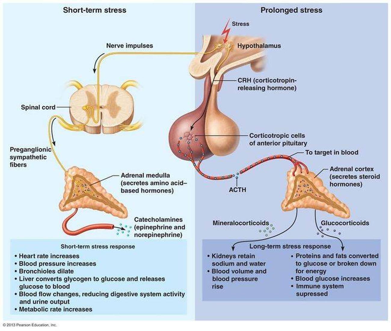 where is the adrenal medulla located