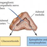 Pictures Of Adrenal Medulla