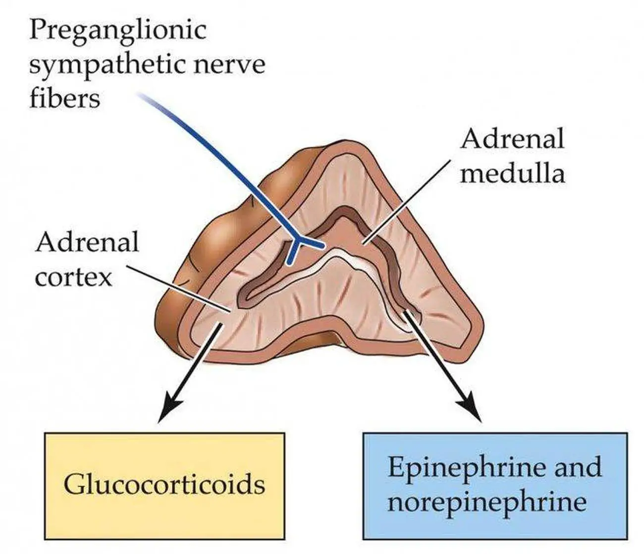 Pictures Of Adrenal Medulla