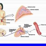 Pictures Of Adrenal Medulla