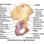 Pictures Of Ala Of The Ilium