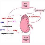 Pictures Of Aldosterone | Healthiack