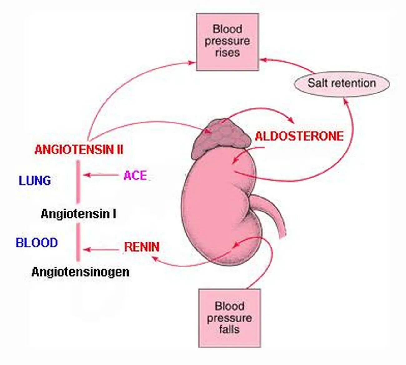 Pictures Of Aldosterone