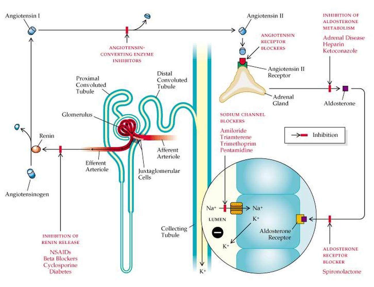 Pictures Of Aldosterone