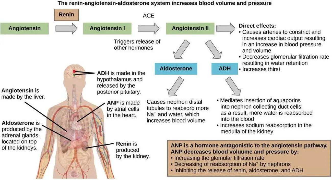 pictures of aldosterone