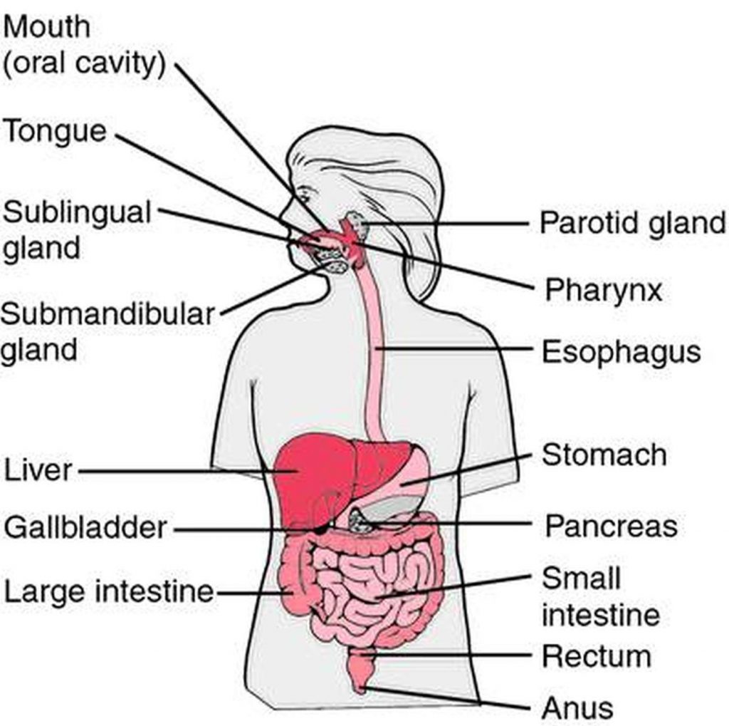 pictures-of-alimentary-canal