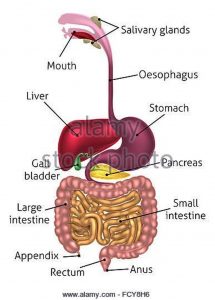 Pictures Of Alimentary Canal