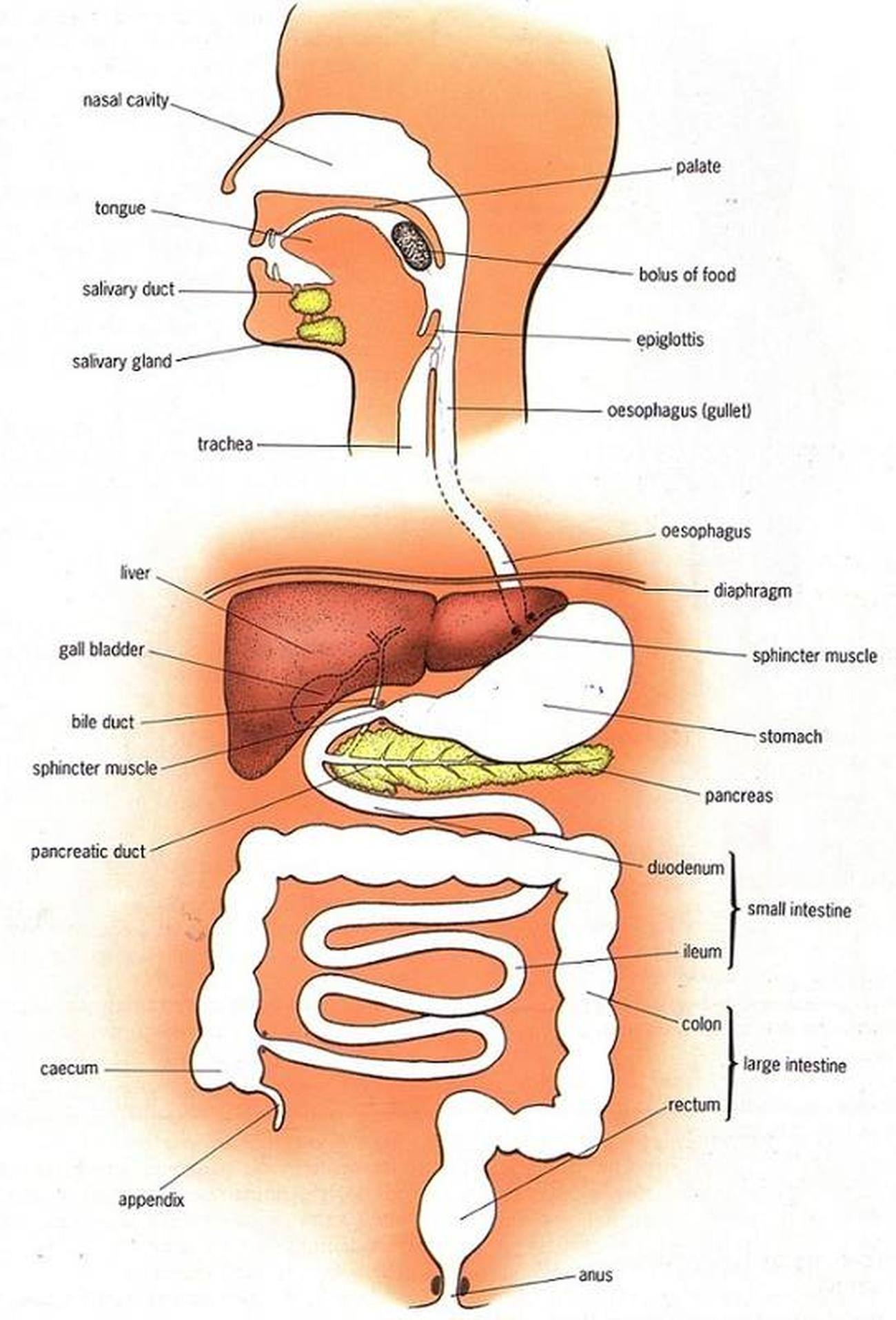 Pictures Of Alimentary Canal