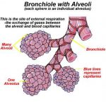 Pictures Of Alveoli