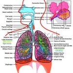 Pictures Of Alveoli