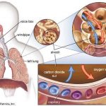Pictures Of Alveoli