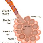 Pictures Of Alveoli