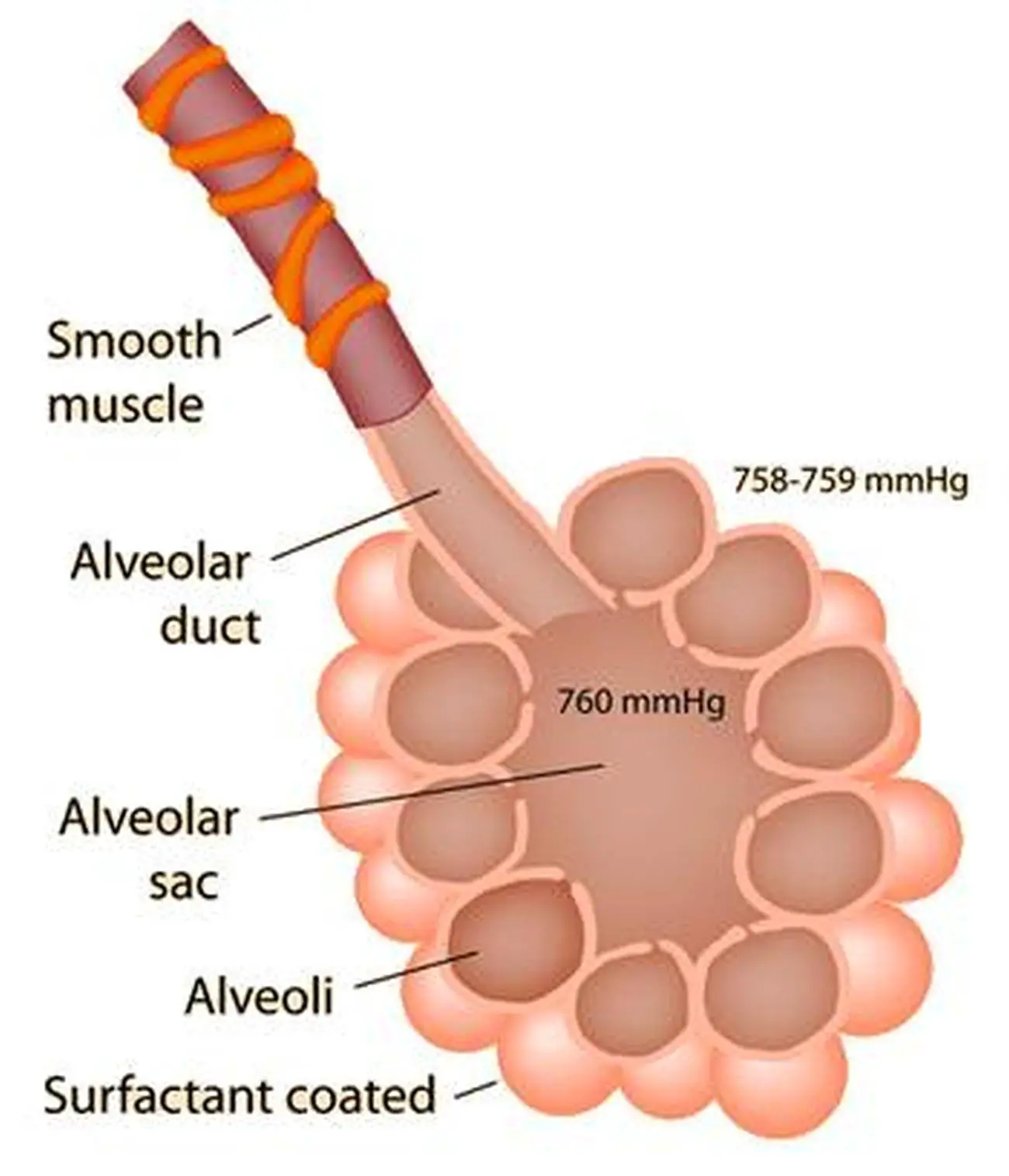 Pictures Of Alveoli