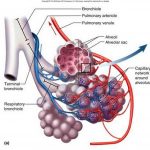 Pictures Of Alveoli