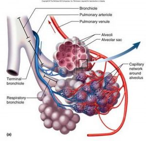 Pictures Of Alveoli