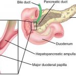 Pictures Of Ampulla