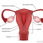 Pictures Of Ampulla